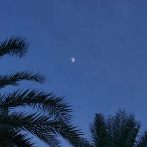 520886·moc美国叛
